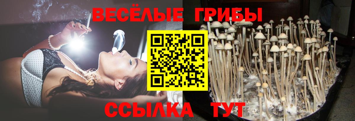 наркотики  Псилоцибиновые грибы Psilocybine cubensis  Вход с VPN  Усолье-Сибирское 
